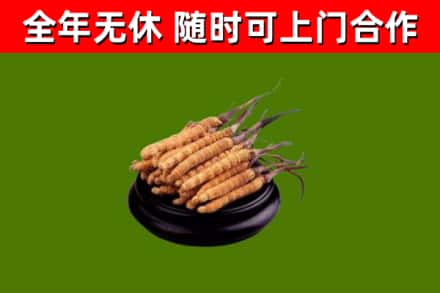 海南回收散虫草
