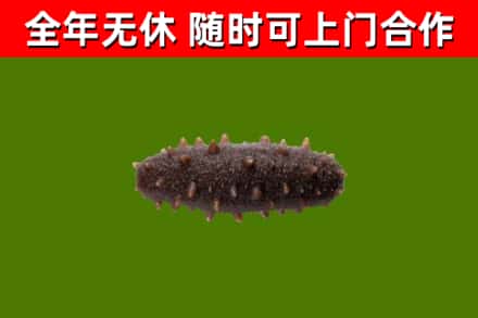 海南回收海参干